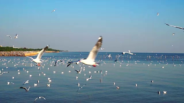 一群海鸥在蓝天上飞过大海视频素材