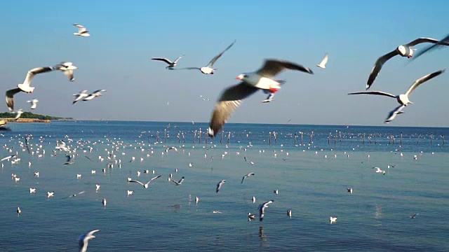 一群海鸥在蓝天上飞过大海视频素材