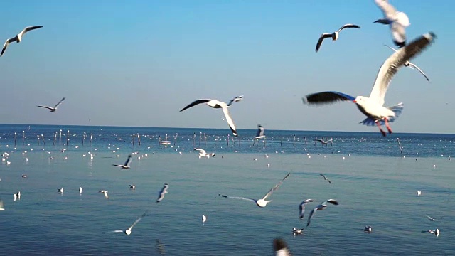 一群海鸥在蓝天上飞过大海视频素材