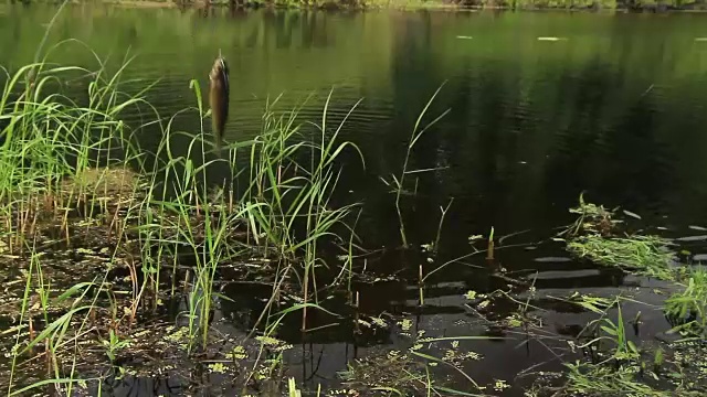 在森林湖上捉鲫鱼视频素材