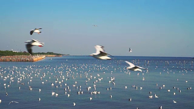 一群海鸥在蓝天上飞过大海视频素材