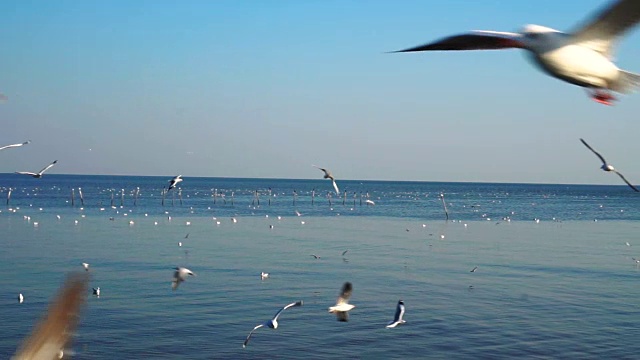 一群海鸥在蓝天上飞过大海视频素材