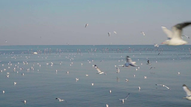 一群海鸥在蓝天上飞过大海视频素材