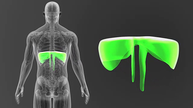 解剖隔膜变焦视频素材