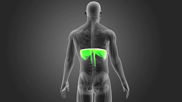 隔膜与骨架视频素材