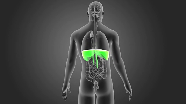 隔膜与器官视频素材