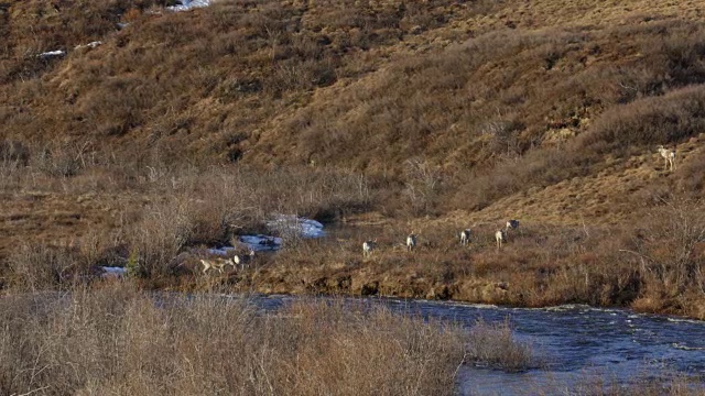 在ANWR，豪猪驯鹿穿过河流视频下载