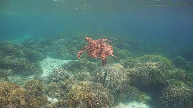 水下海龟视频素材