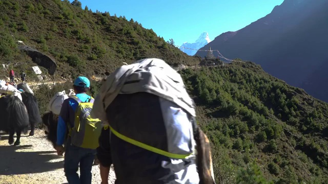 喜马拉雅山上的搬运工和牦牛视频素材