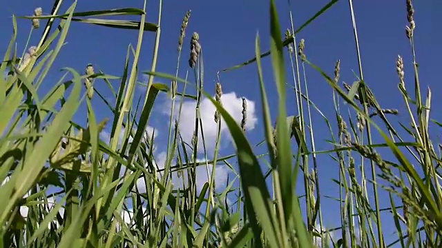 蒂莫西草的特写拍摄在夏季的草地。Phleum。新鲜的绿色植物在蓝天的映衬下迎风而上视频素材