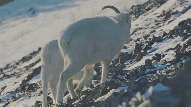 山羊宝宝和山羊妈妈走到远处的山脊上视频下载