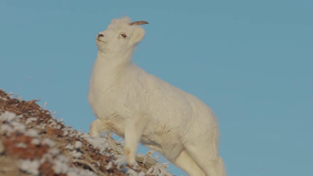 骄傲的小山羊高高地站在冰冻的山上视频下载