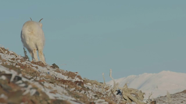 山羊宝宝骄傲地站在那里，望着冰冻的高山视频下载