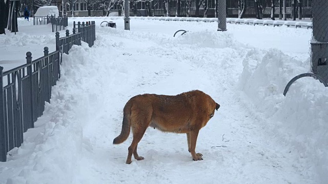 冬天。城市被雪覆盖着视频素材