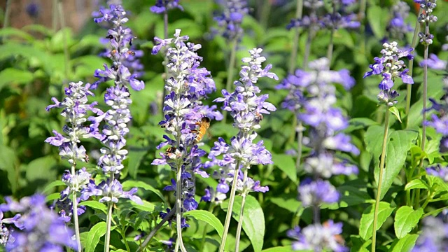 蓝色鼠尾草和蜜蜂视频素材