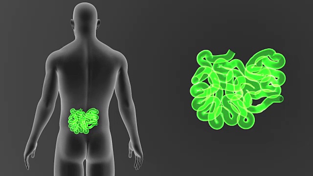 小肠随身体放大视频素材
