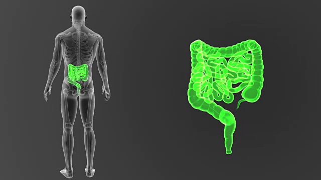 肠道与骨骼缩放视频素材