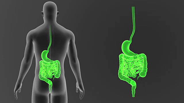 胃和肠的缩放与身体视频素材