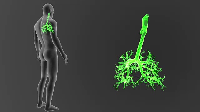 气管和身体一起放大视频素材