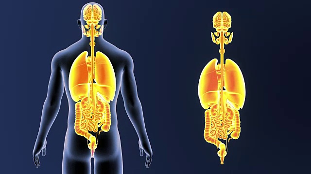 人体器官视频素材