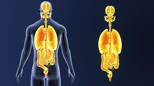 人体器官有循环系统视频素材