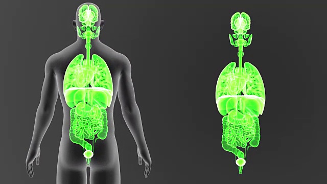 人体器官随身体放大视频素材
