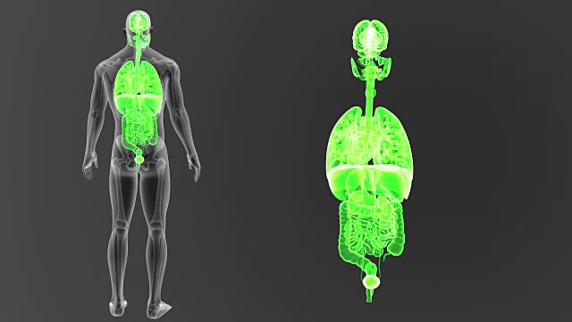 人体器官和骨骼一起放大视频素材