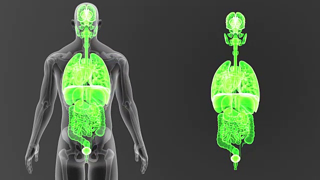 人体器官和骨骼一起放大视频素材