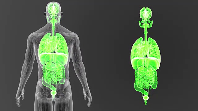 人体器官放大与解剖学视频素材