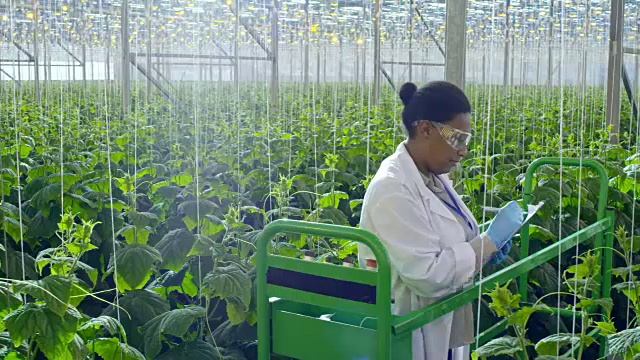 非洲科学家检查温室里的植物视频素材