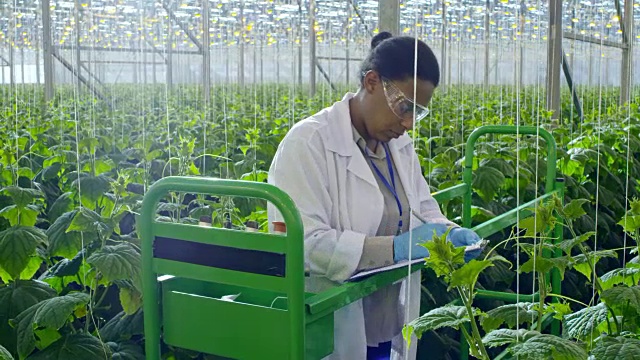 女农艺师在温室视察植物视频素材