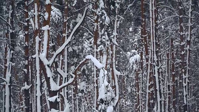 冬天。松树被白雪覆盖的森林视频素材