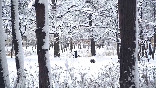 冬天。松树被白雪覆盖的森林视频素材