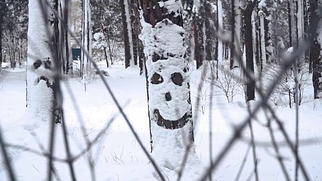 冬天。松树被白雪覆盖的森林视频素材