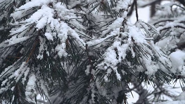 冬天。松树被白雪覆盖的森林视频素材