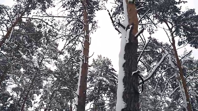 冬天。松树被白雪覆盖的森林视频素材