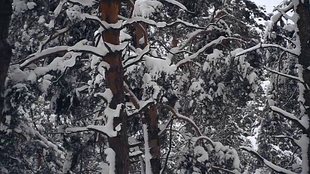 冬天。松树被白雪覆盖的森林视频素材