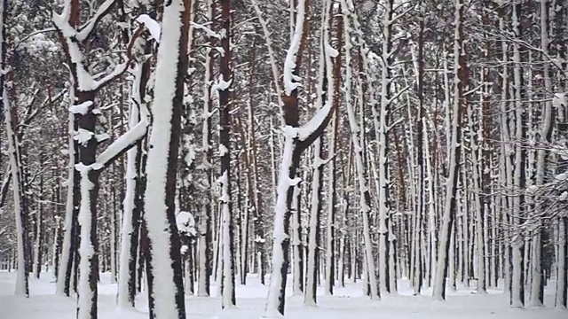 冬天。松树被白雪覆盖的森林视频素材