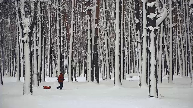 冬天。松树被白雪覆盖的森林视频素材