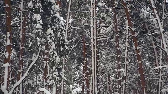 冬天。松树被白雪覆盖的森林视频素材