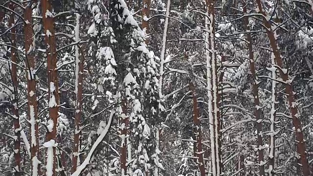 冬天。松树被白雪覆盖的森林视频素材