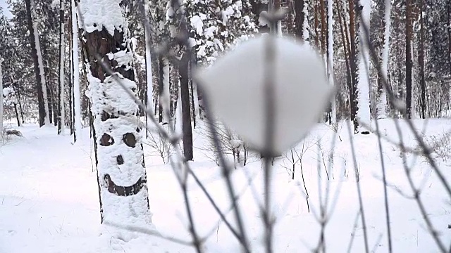 冬天。松树被白雪覆盖的森林视频素材