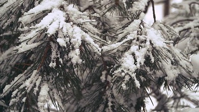 冬天。松树被白雪覆盖的森林视频素材