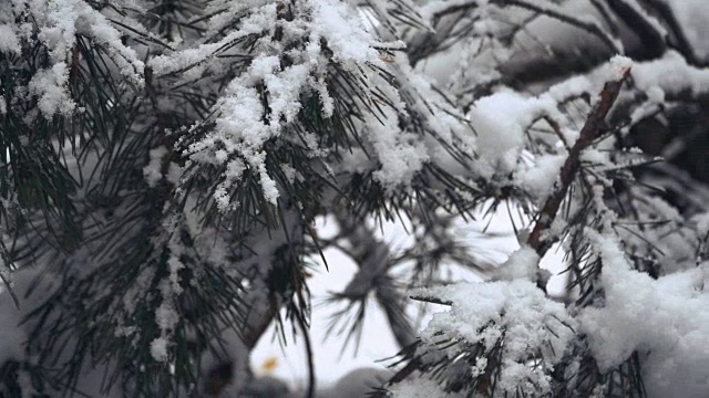 冬天。松树被白雪覆盖的森林视频素材