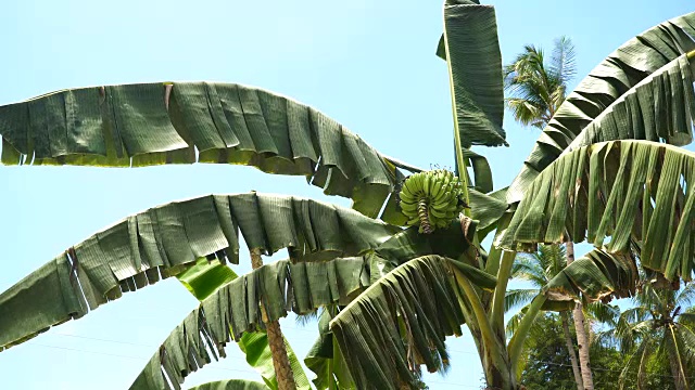 香蕉树上的香蕉果实视频素材