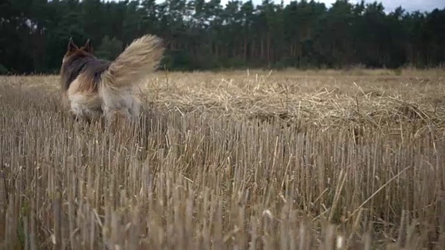 狗绕着草地跑。视频素材