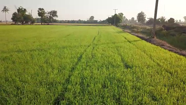 在稻田上空低低地移动或飞行视频素材