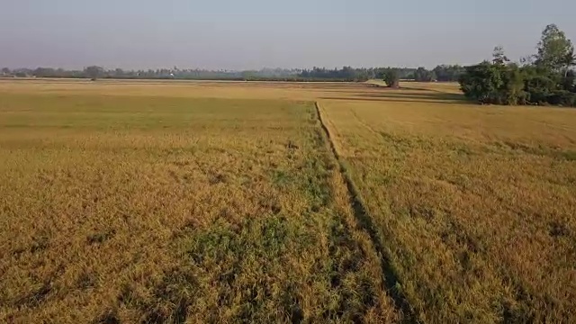 在稻田上空低低地移动或飞行视频素材