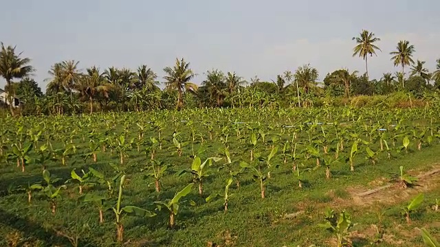 香蕉树种植园。视频素材