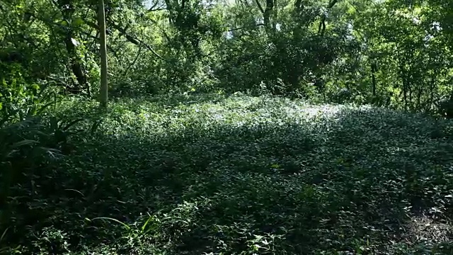 夏季热带雨林;炎热和潮湿的视频素材